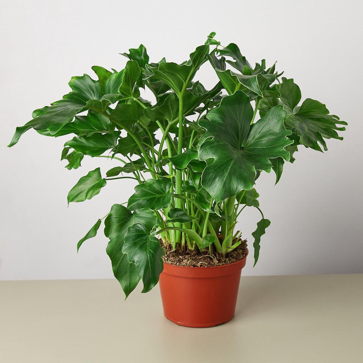 Philodendron Little Hope'