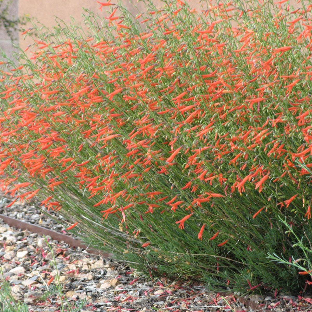 Pineleaf Penstemon