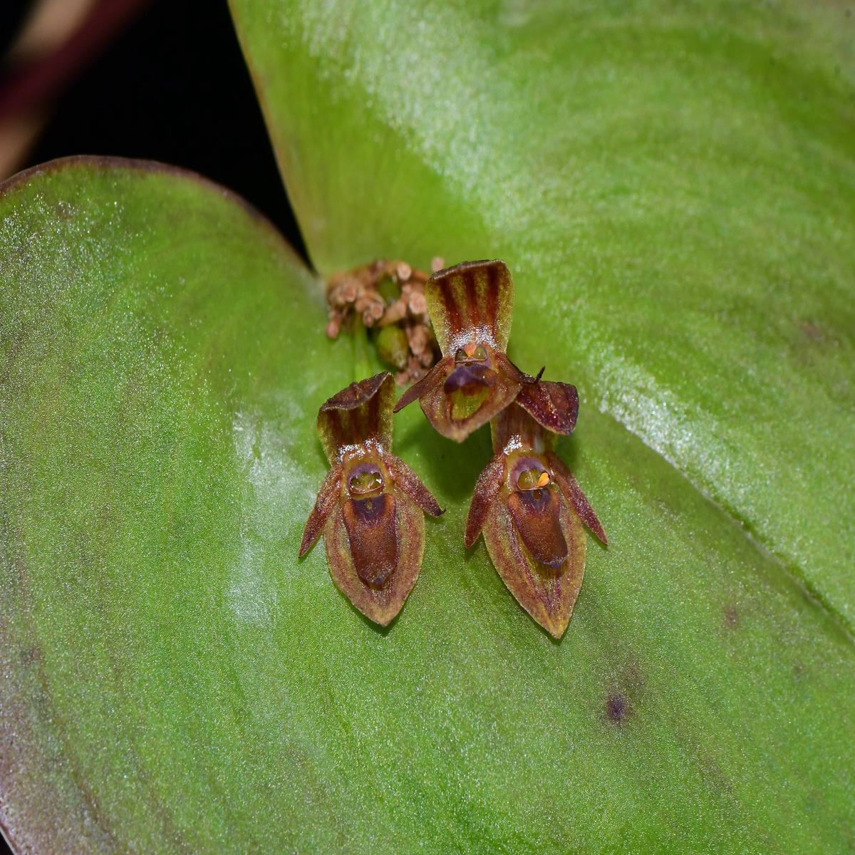 Pleurothallis fossulata