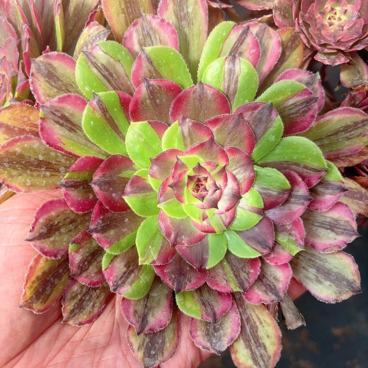 Poker Face Aeonium Pink DaisyCutting 10cm