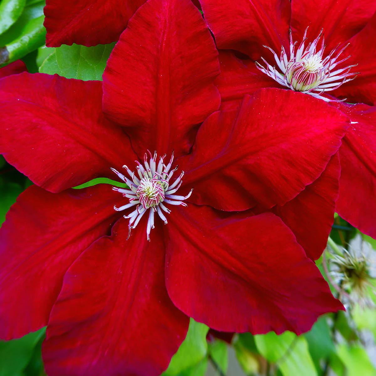 Rebecca Clematis Vine