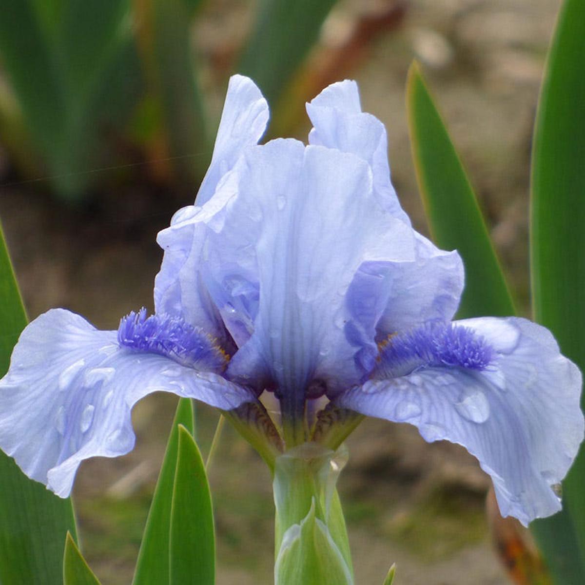 Repeat the Blues Reblooming Dwarf Bearded Iris