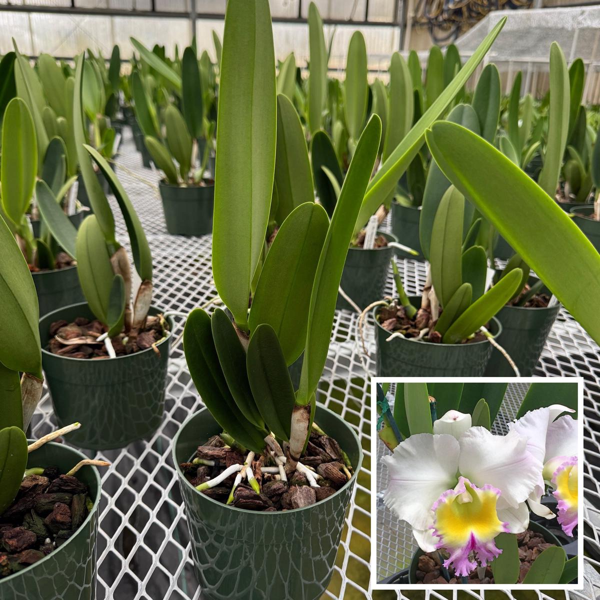 Rlc. Heavenly Sweet 'Volcano Queen' (5.5" Pot) - Not Blooming
