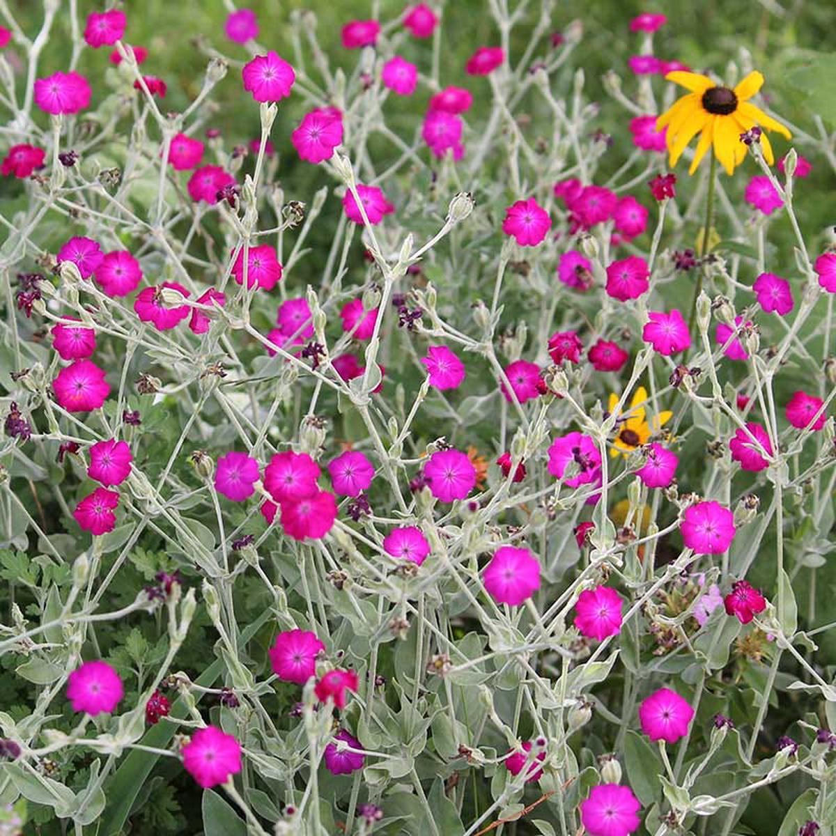 Rose Campion