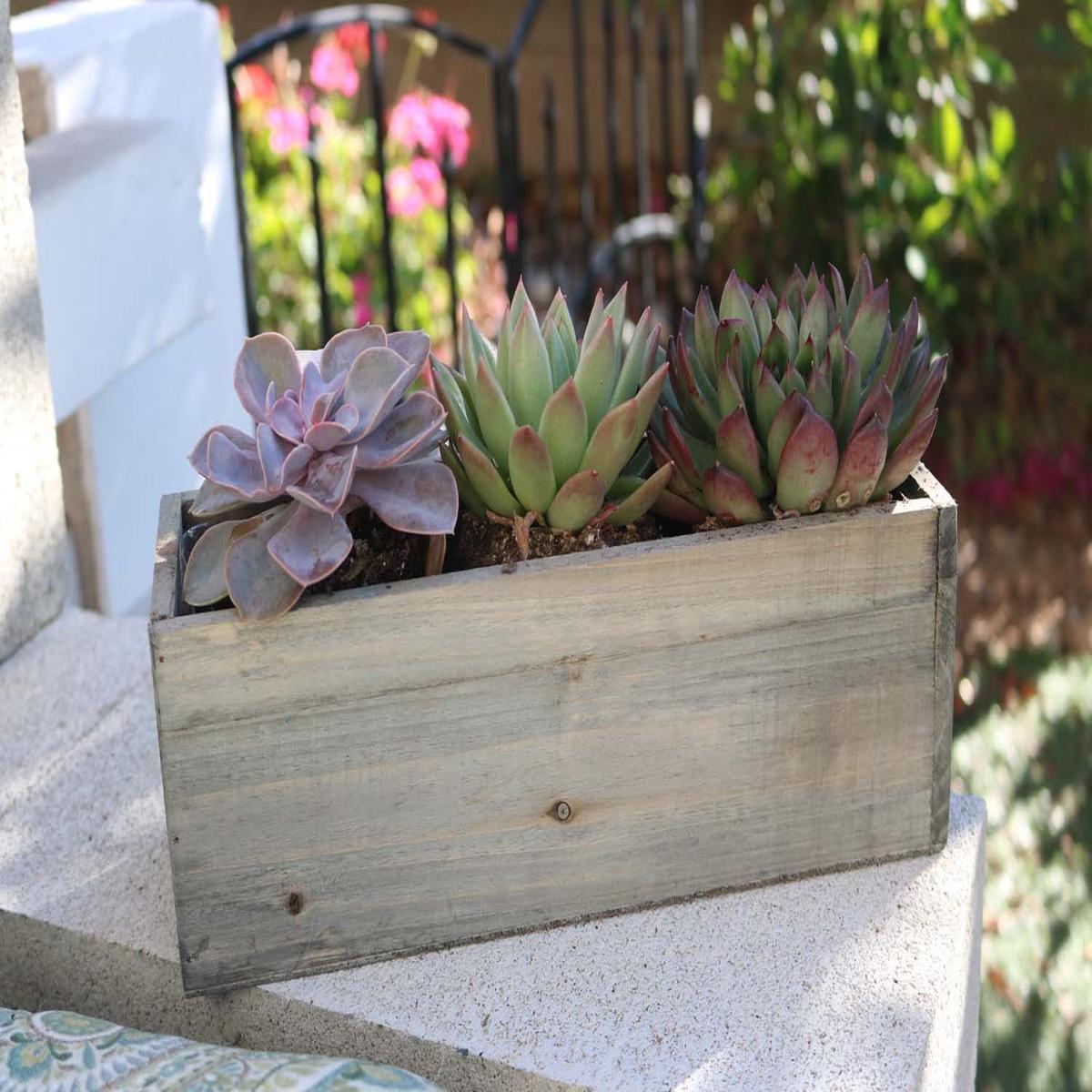 Rustic Box - Say It with Succulents