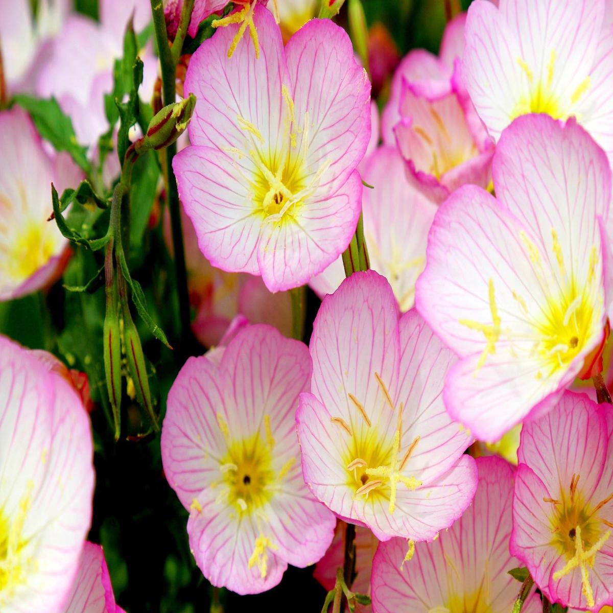 Showy Evening Primrose Wildflower Seed
