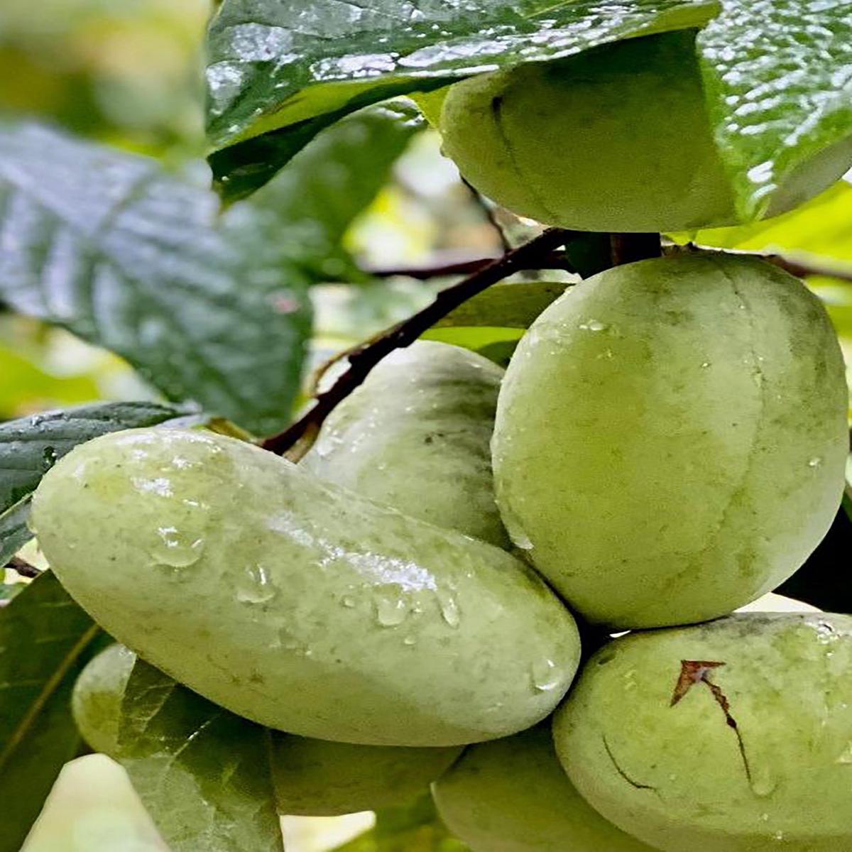 Tallahatchie Paw Paw