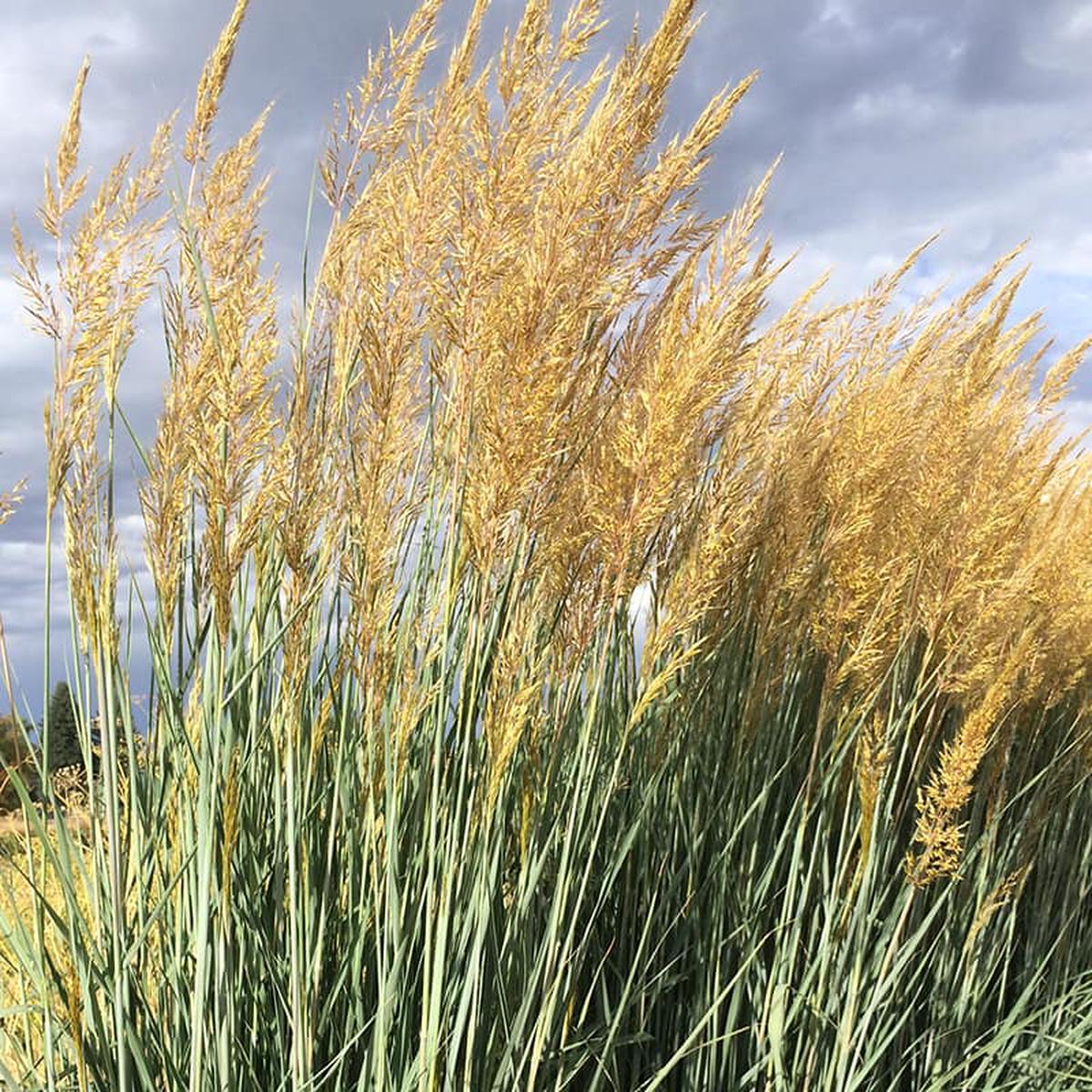 Thin Man Golden Prairie Grass