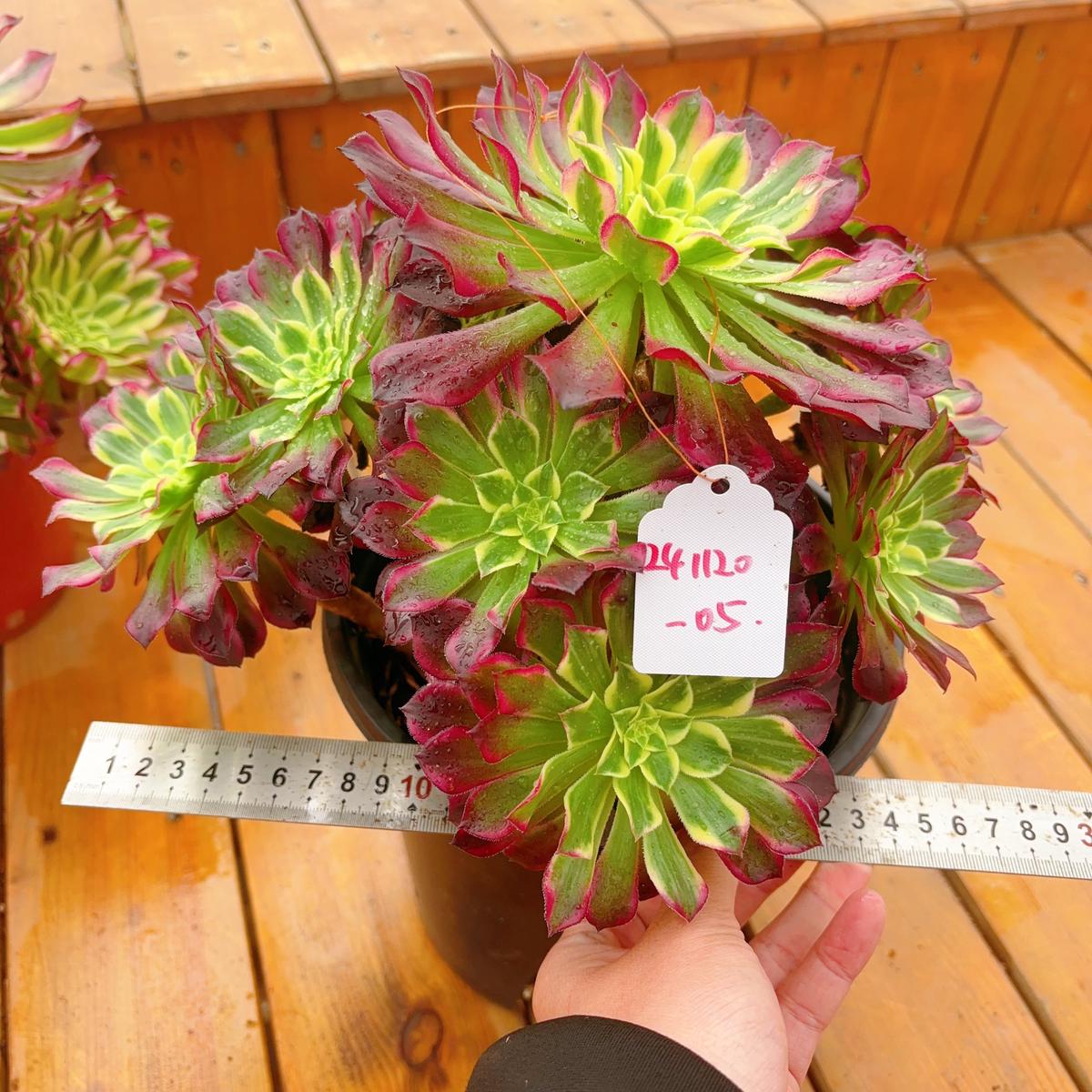 UniqueNo.241102-05.Aeonium Tian HeCluster.Sizes Shown in Photos.