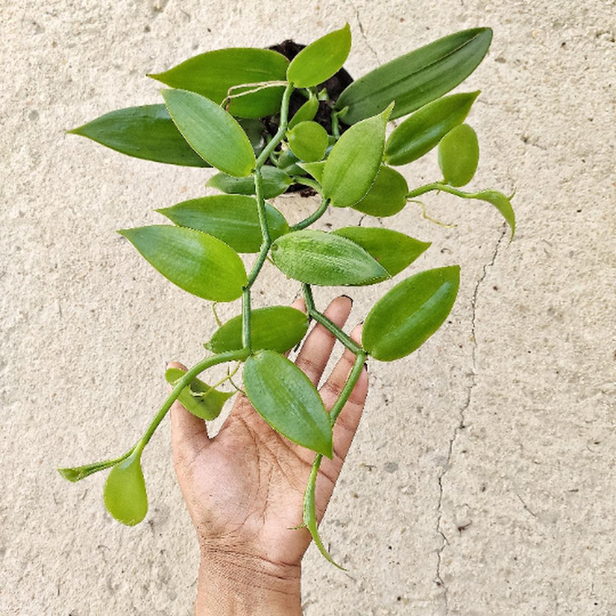 Vanilla Planifolia  Bouture de vanillier vritable