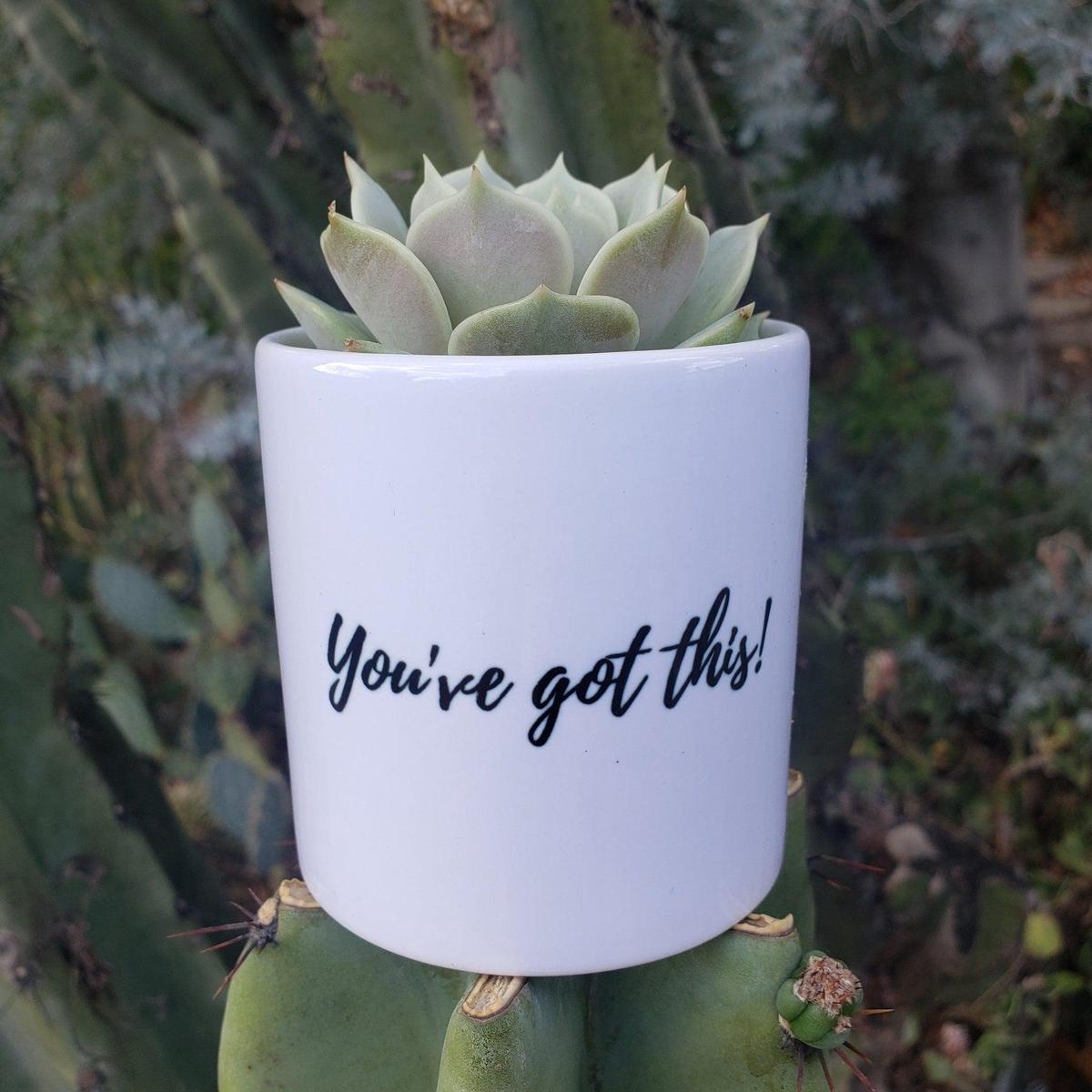 "You've Got This!" Succulent Gift
