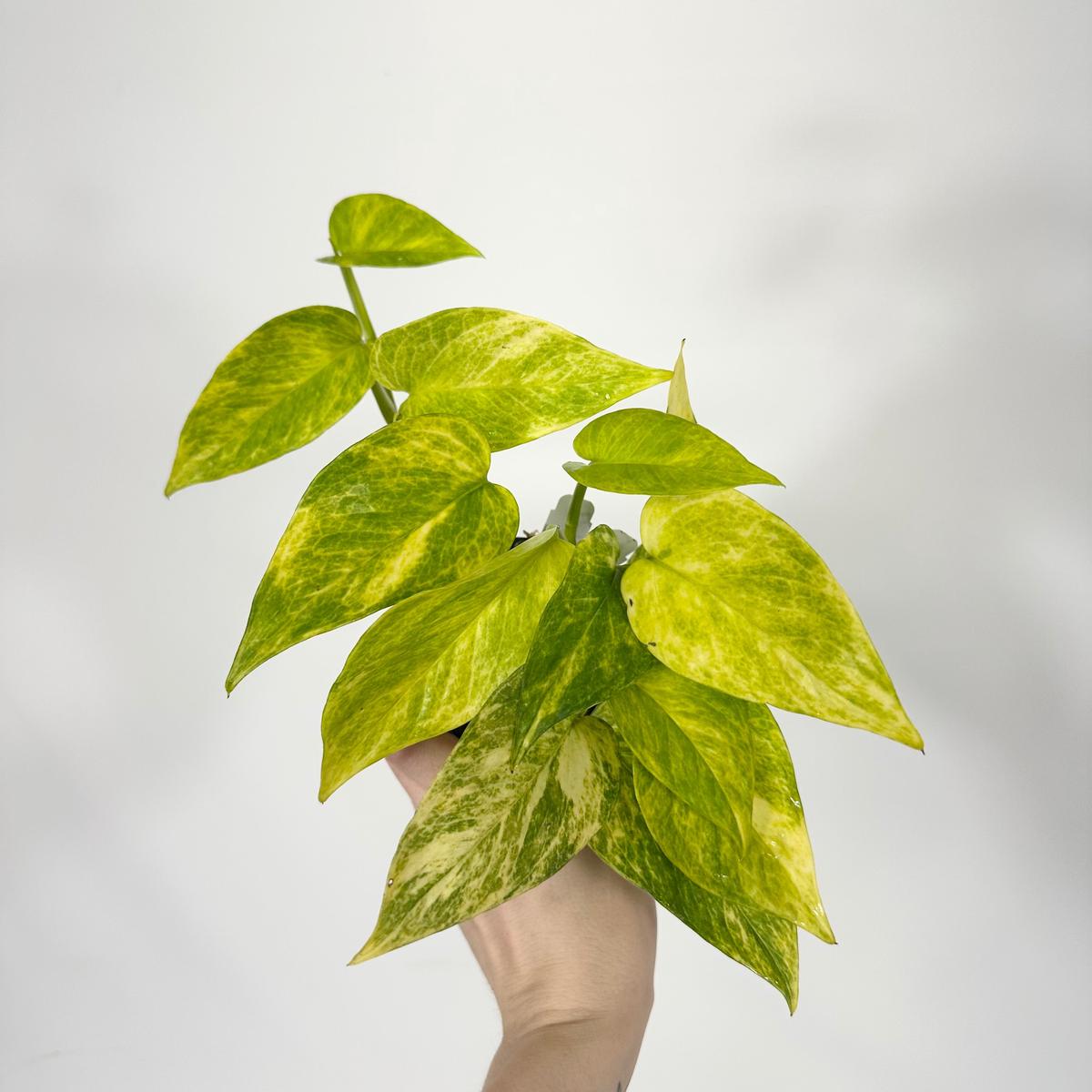 Z-4690 - Epipremnum aureum 'Alta Voltagem'