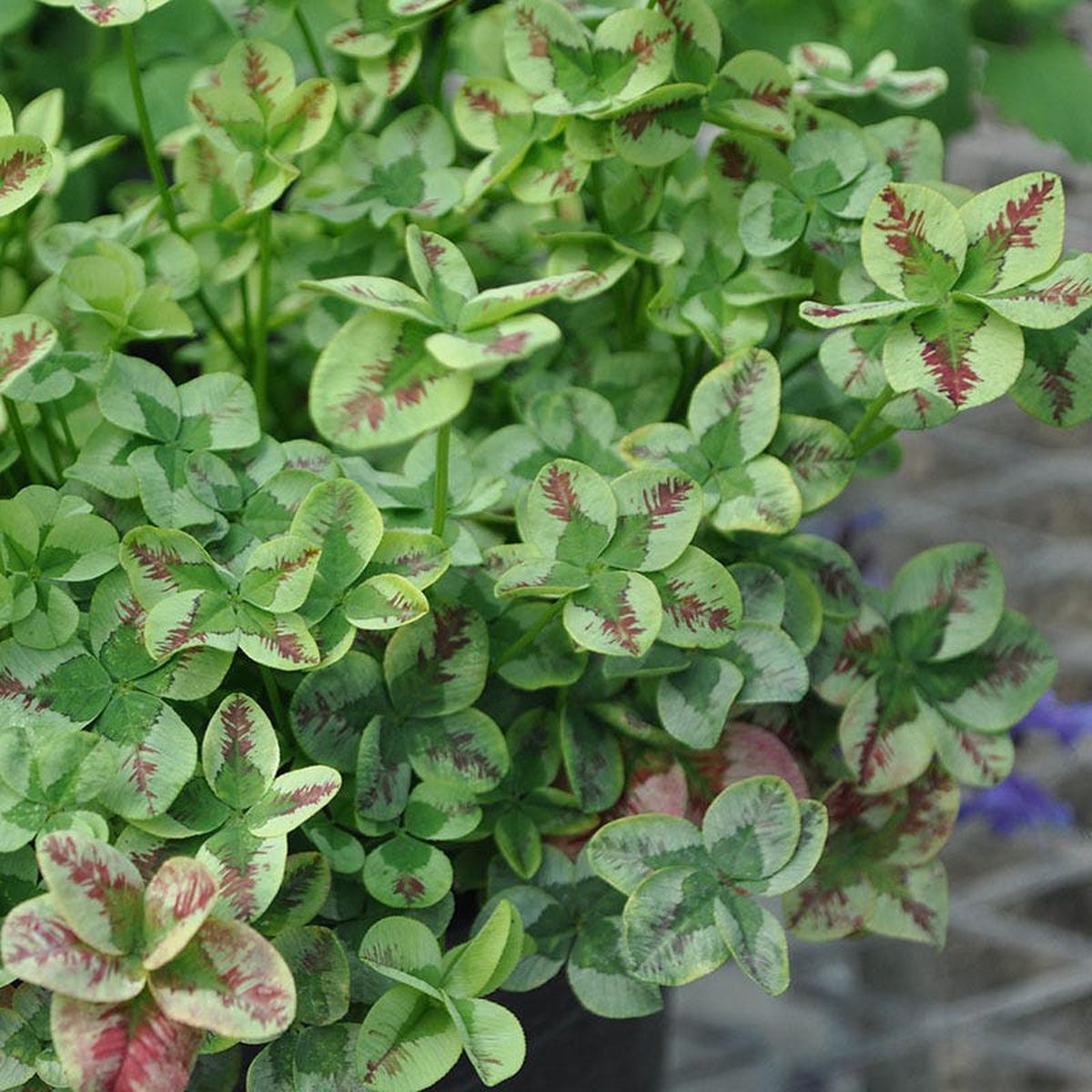 4 Luck Red Stripes Clover