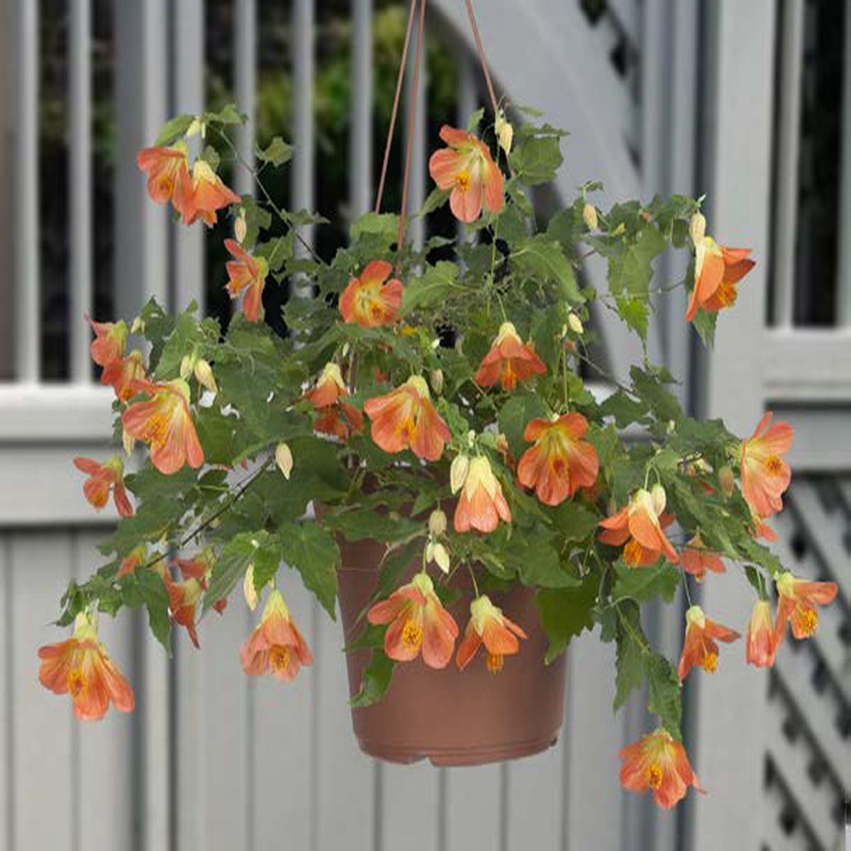 Abutilon Miss Marmalade (Abutilon hybrid)
