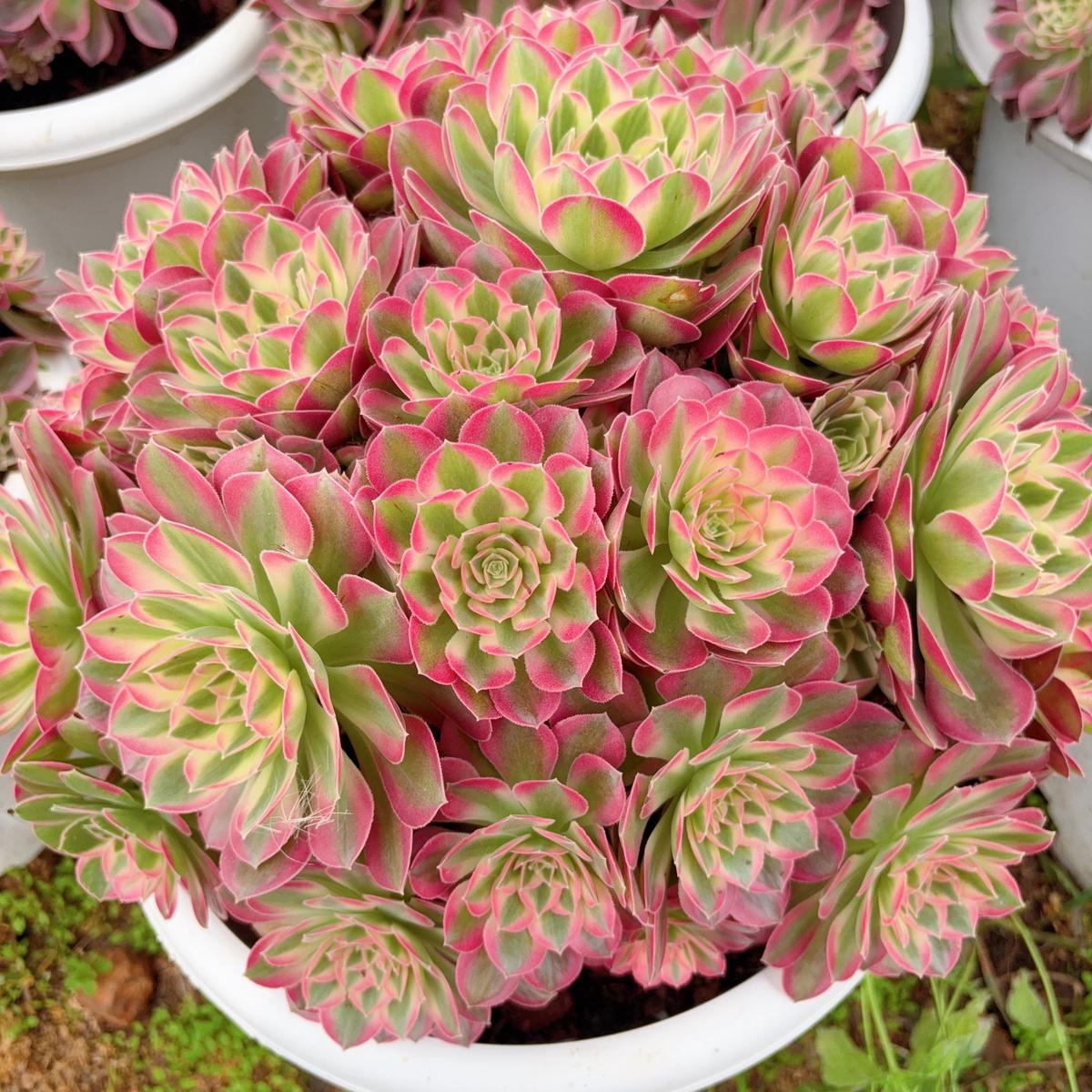Aeonium Pink CrystalRootless clusterAt least 20 heads35cm