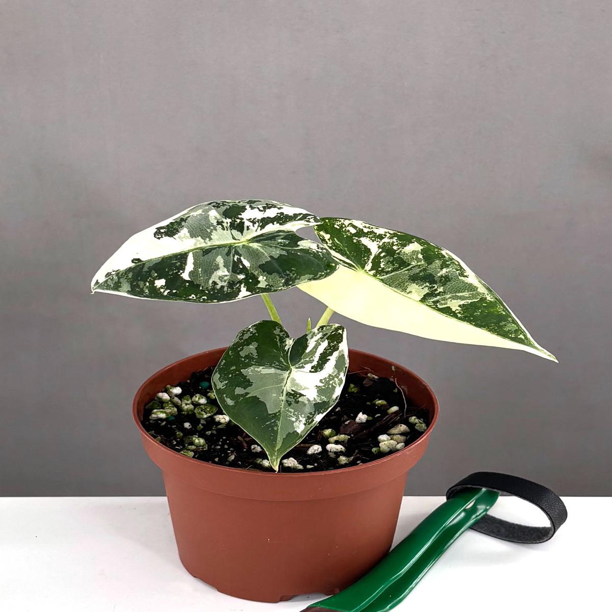 Alocasia Frydek Variegated