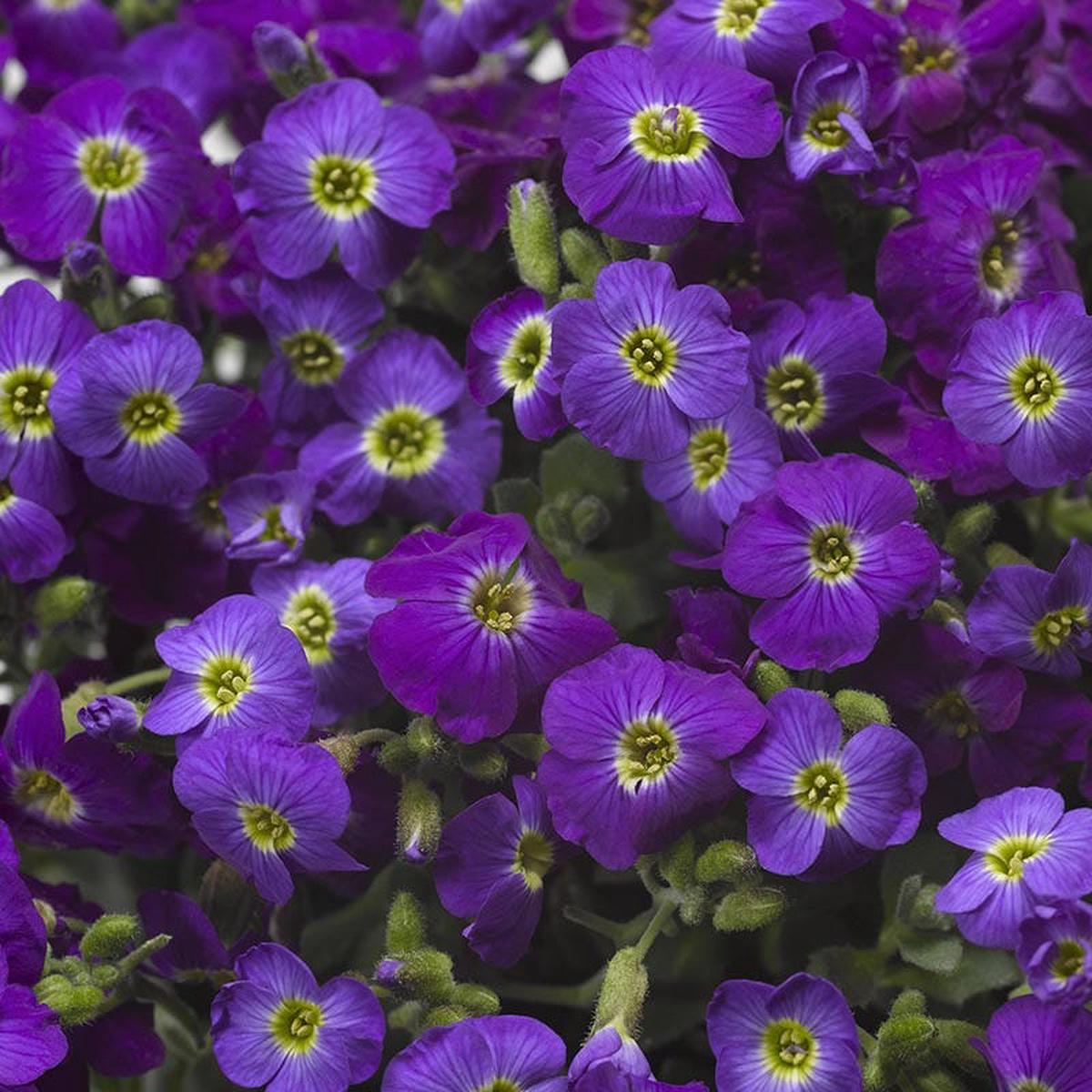 Axcent Deep Purple Aubrieta