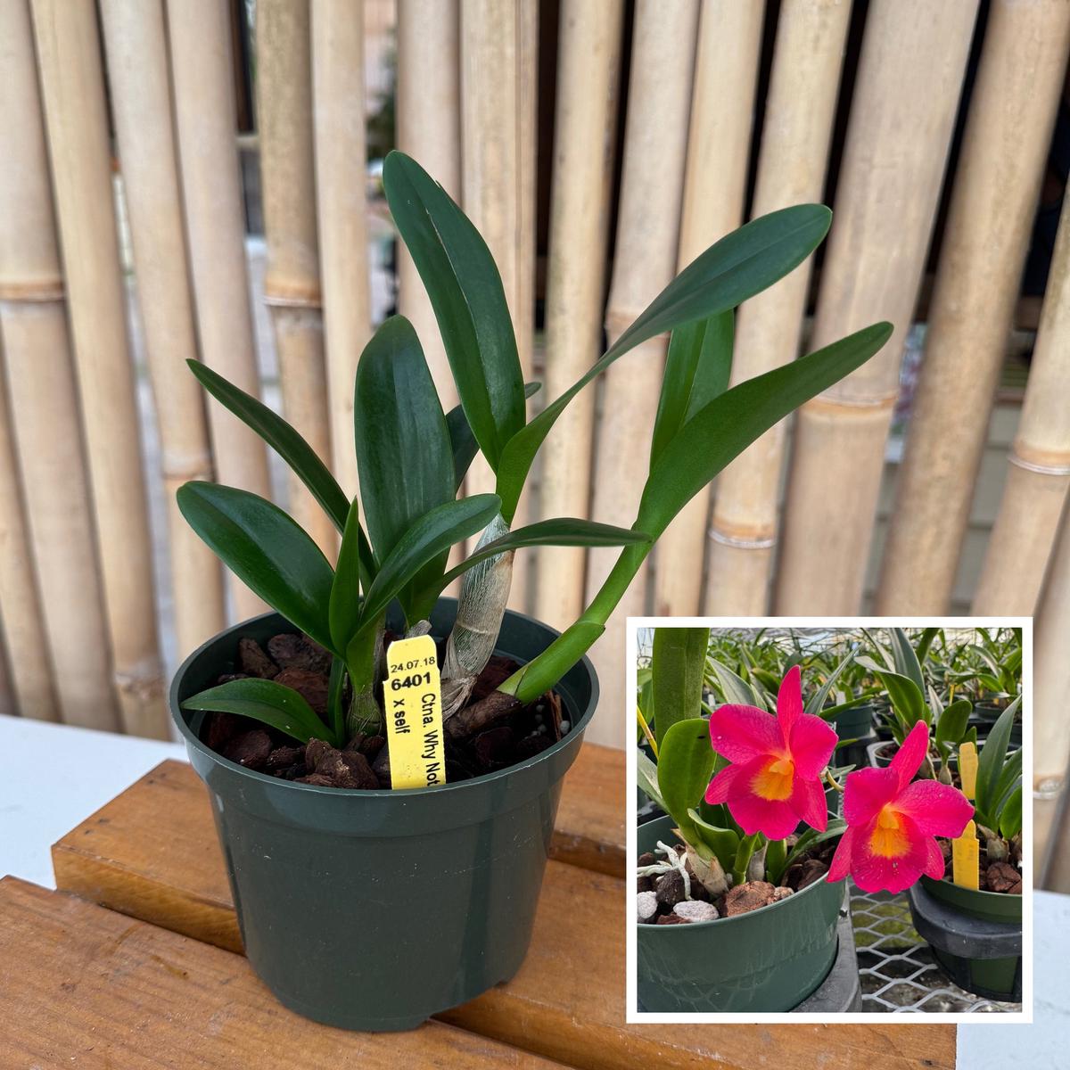 Ctna. Why Not 'Red' x self (5" Pot) - Not Blooming