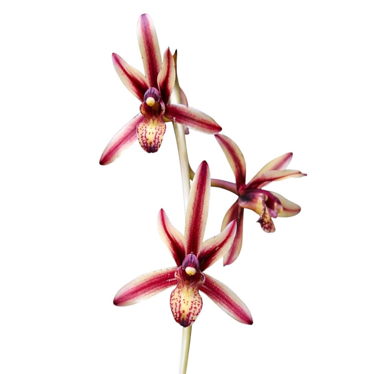 Cymbidium bicolor