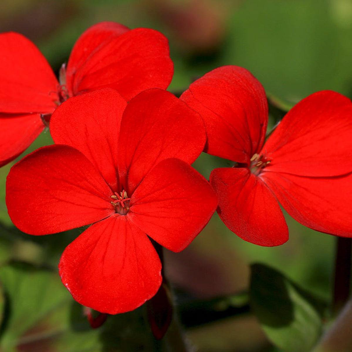 Drummond Phlox Seeds