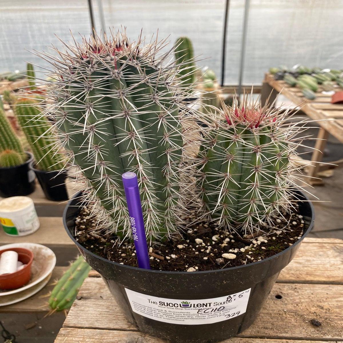 #EC110 EXACT Pachycereus Pringlei Cardon   Ornamental Cactus 8" and 5"