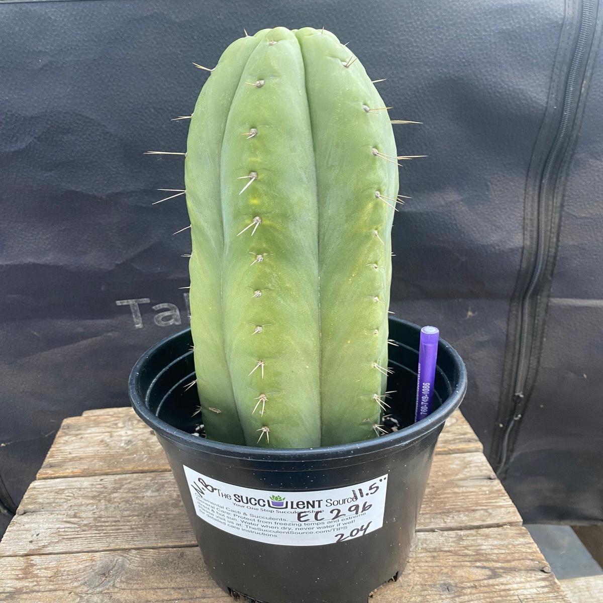 #EC296 EXACT Trichocereus Pachanoi Nuestra Bonita Cactus  11.5"