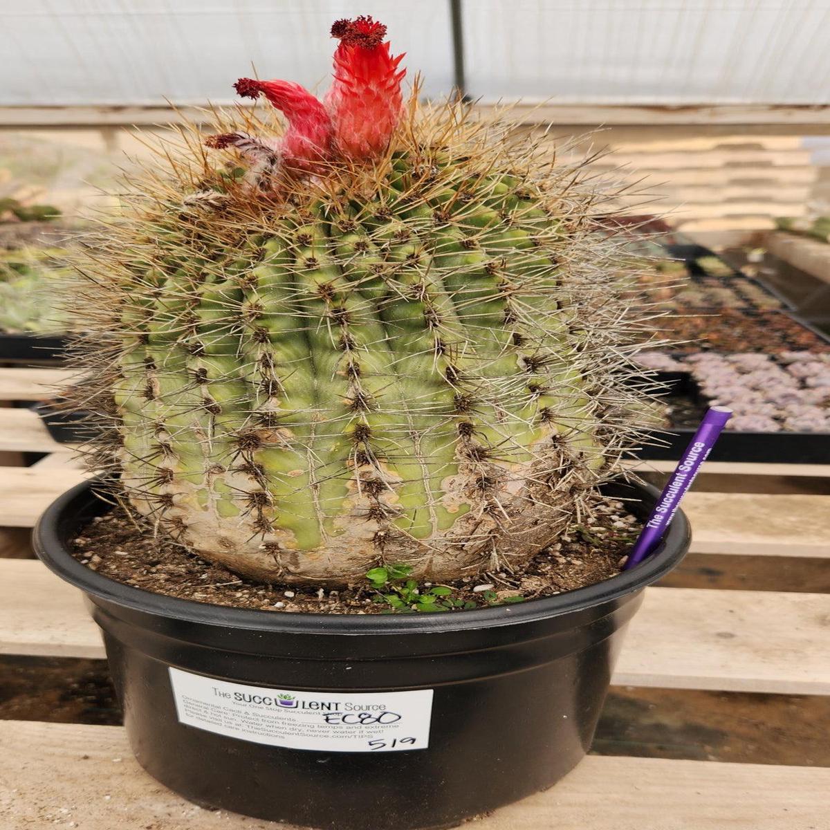 #EC80 EXACT Denmoza Rhodacontha Cactus Specimen