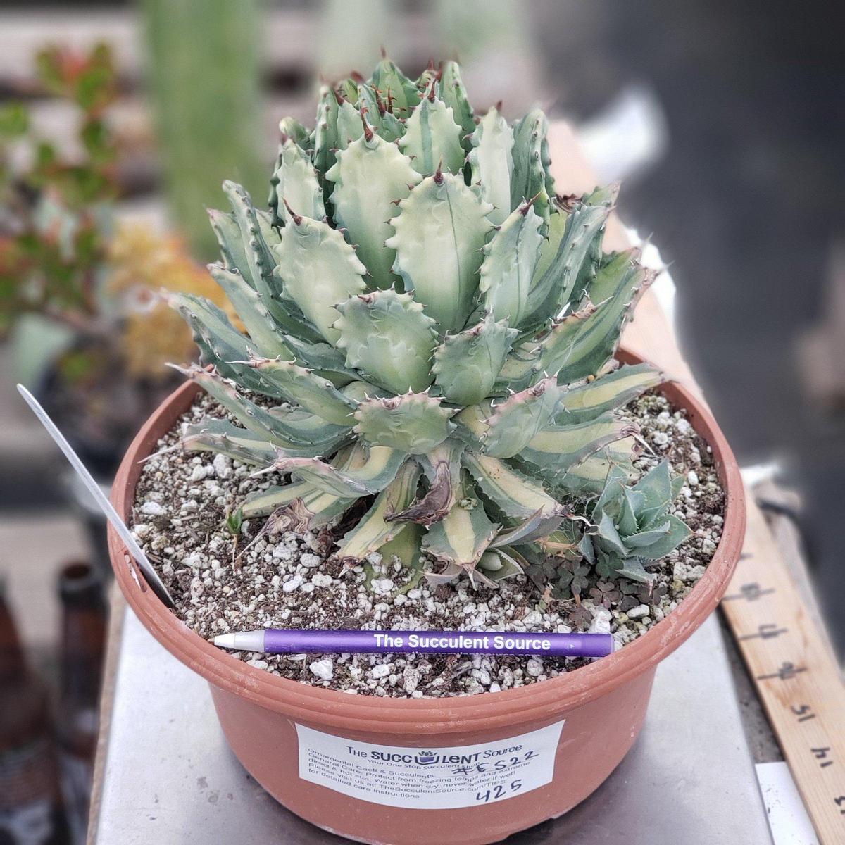 #ES22 EXACT Agave Ismenthis Becky