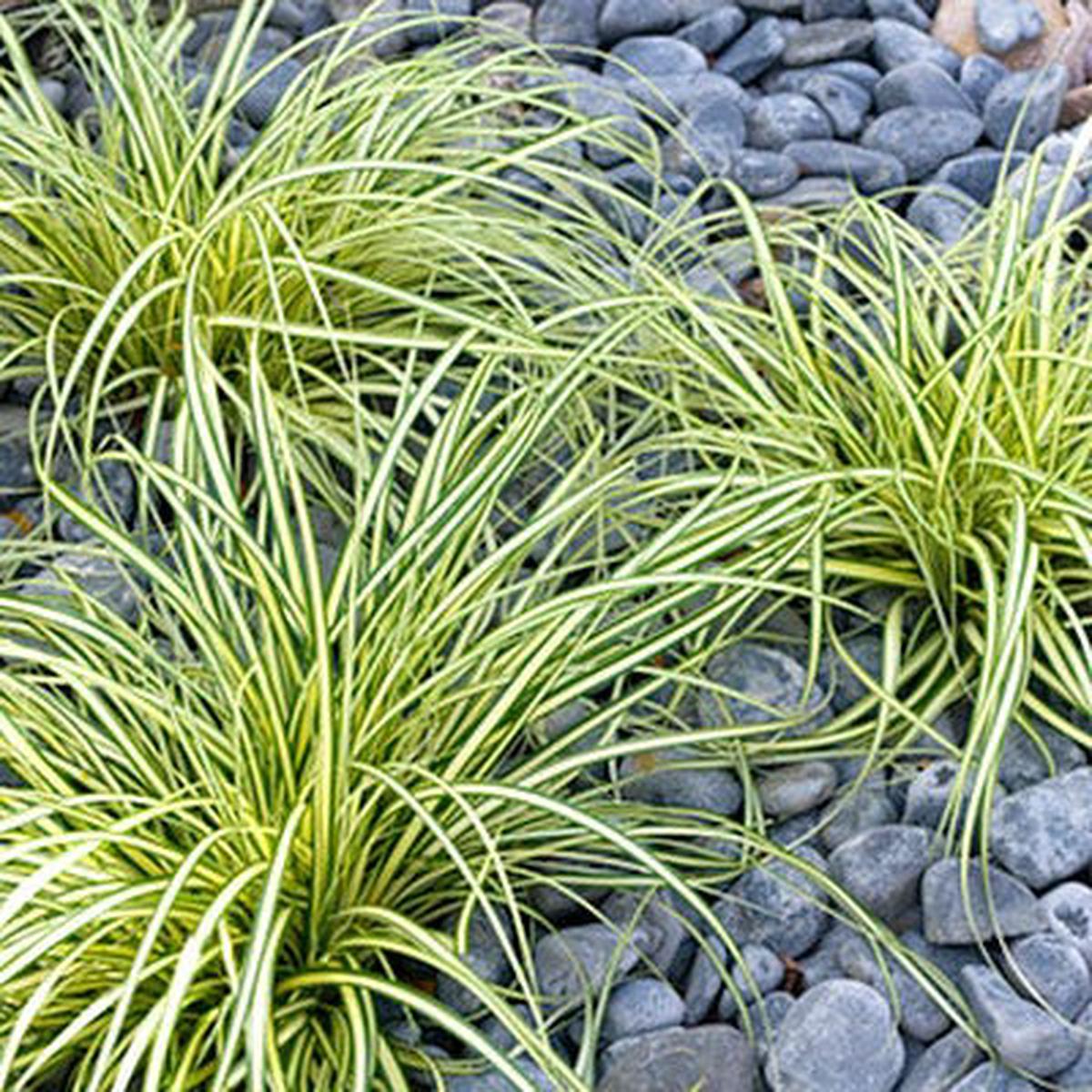 Evergold Sedge