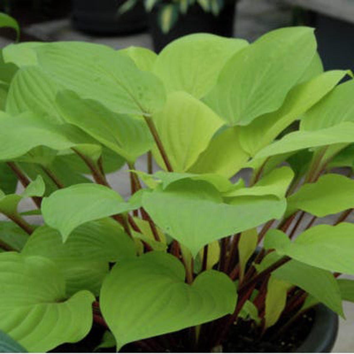 Fire Island Hosta