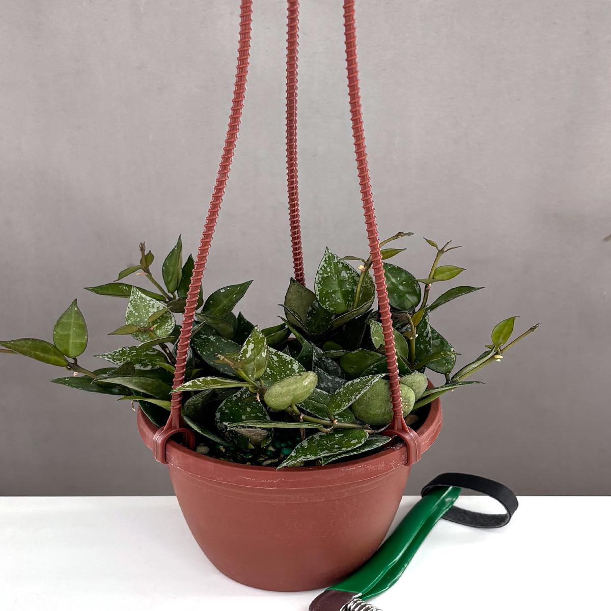 Hoya Krohniana Splash