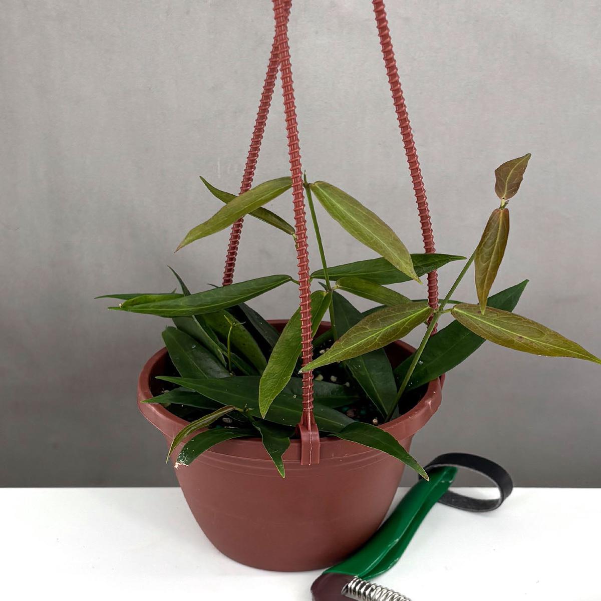 Hoya Rubida