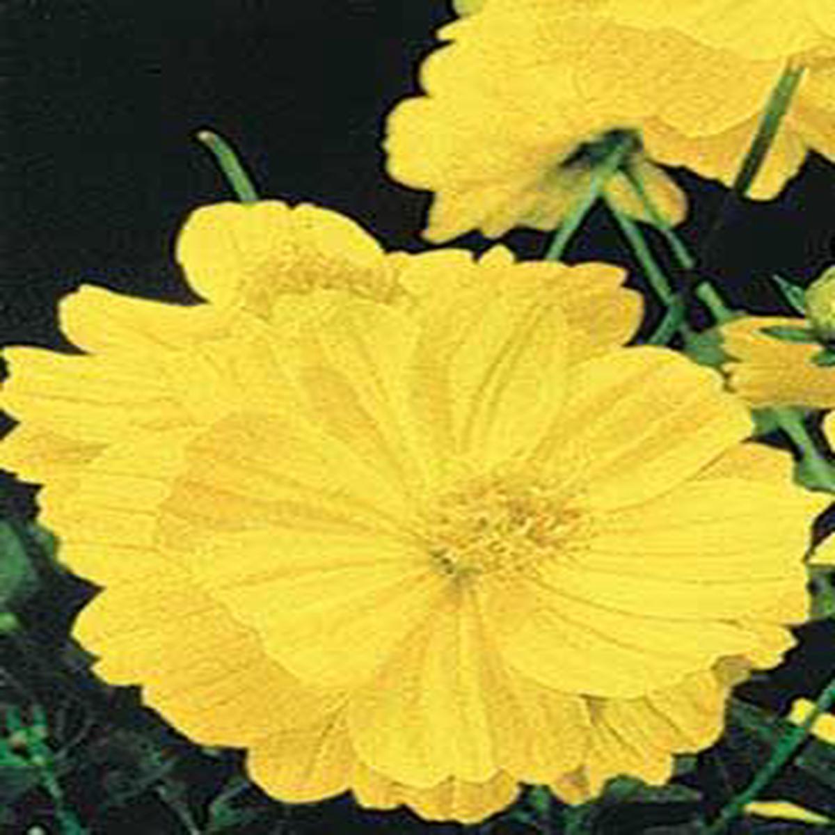 Lady Bird Dwarf Lemon Cosmos - 3284