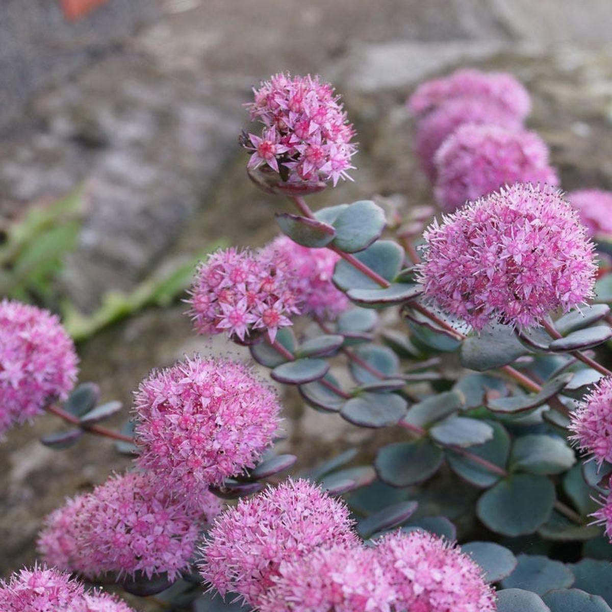 October Daphne Sedum