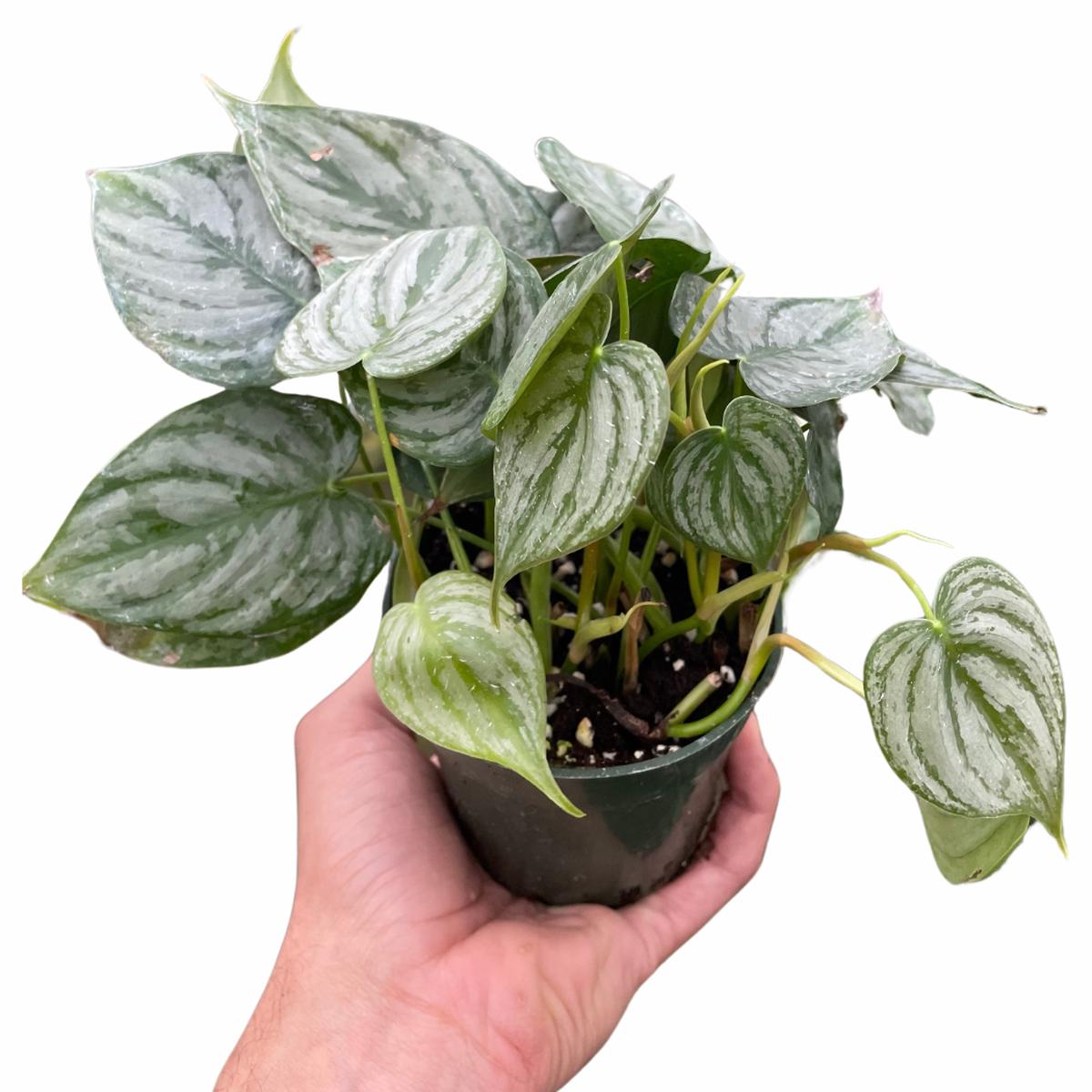 Philodendron 'Brandi'