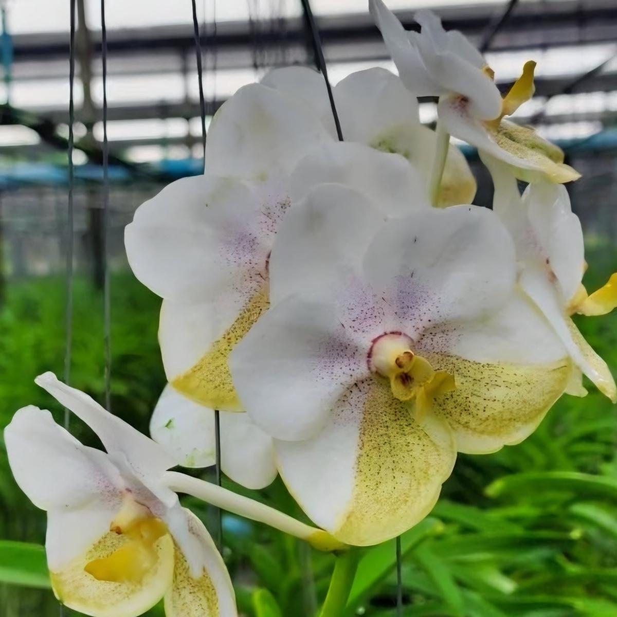 Vanda Luke Nakornsawan (Hanging Basket) - Buds