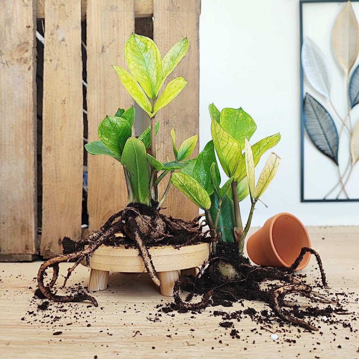 Zamioculcas Lucky White  Plante increvable au feuillage panach