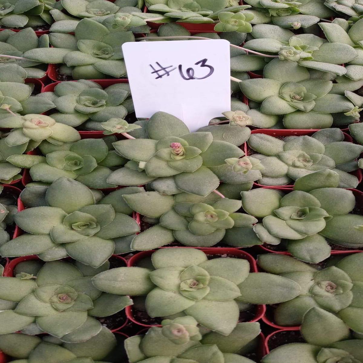 #63  Crassula orbicularis