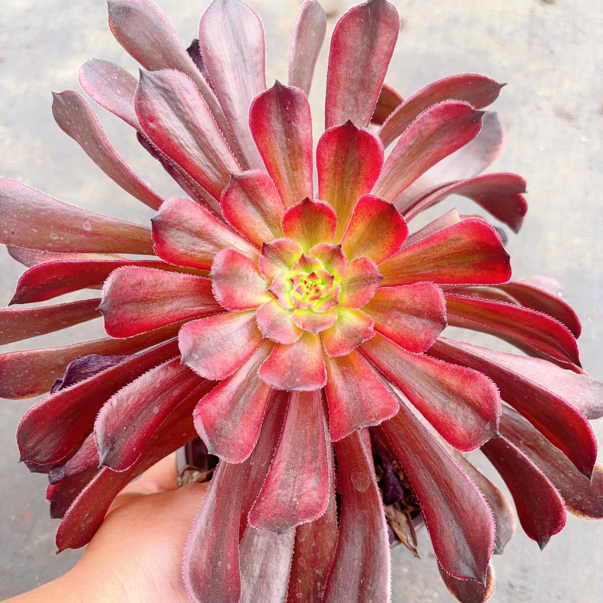 Aeonium Black TeaCutting 10cm