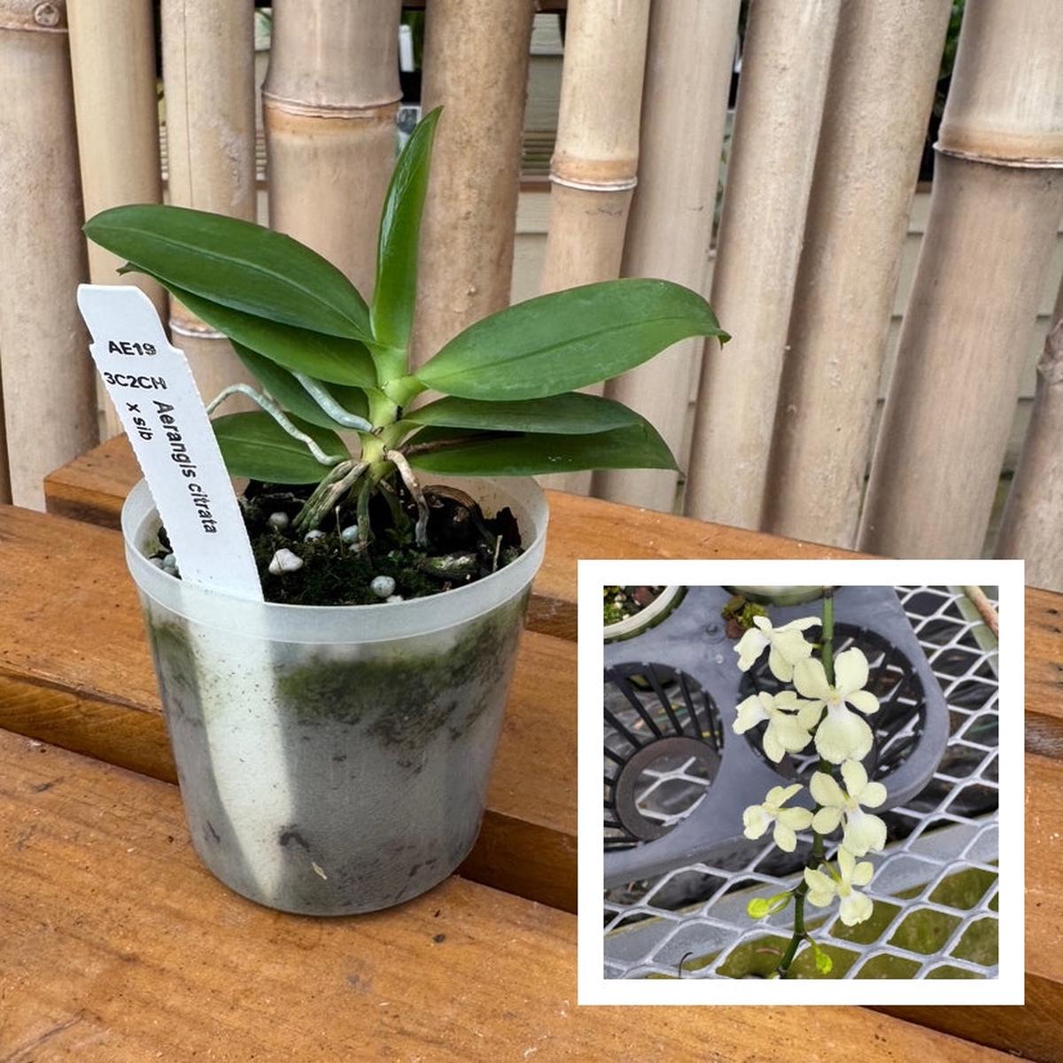 Aerangis citrata x sib (3" Pot) - Not Blooming