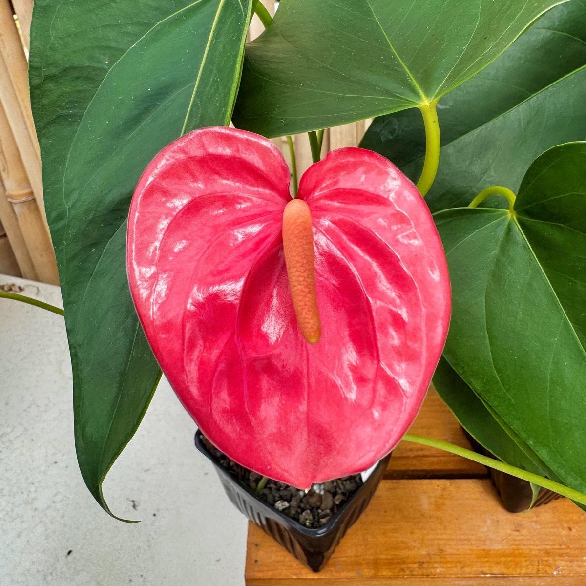 Anth. Pink Tulip (4" Pot)