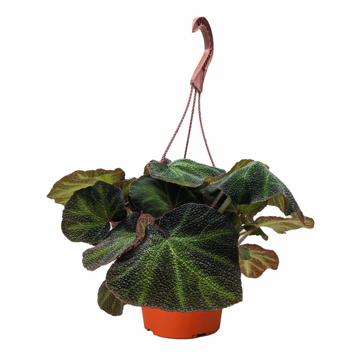 Begonia 'Soli Mutata'