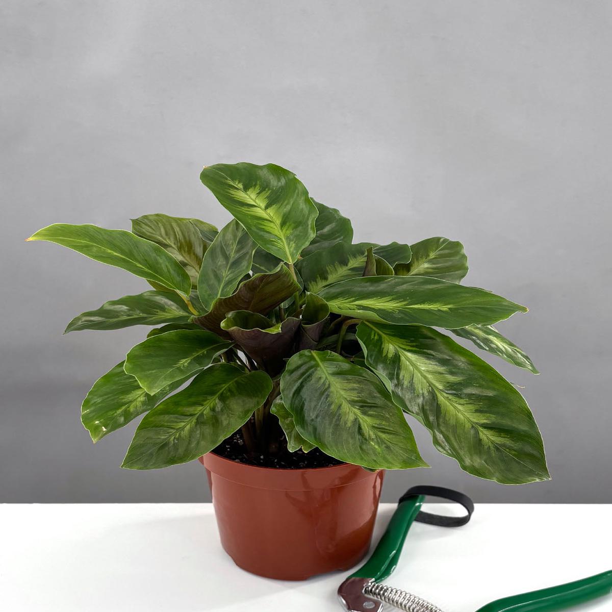 Calathea Misto