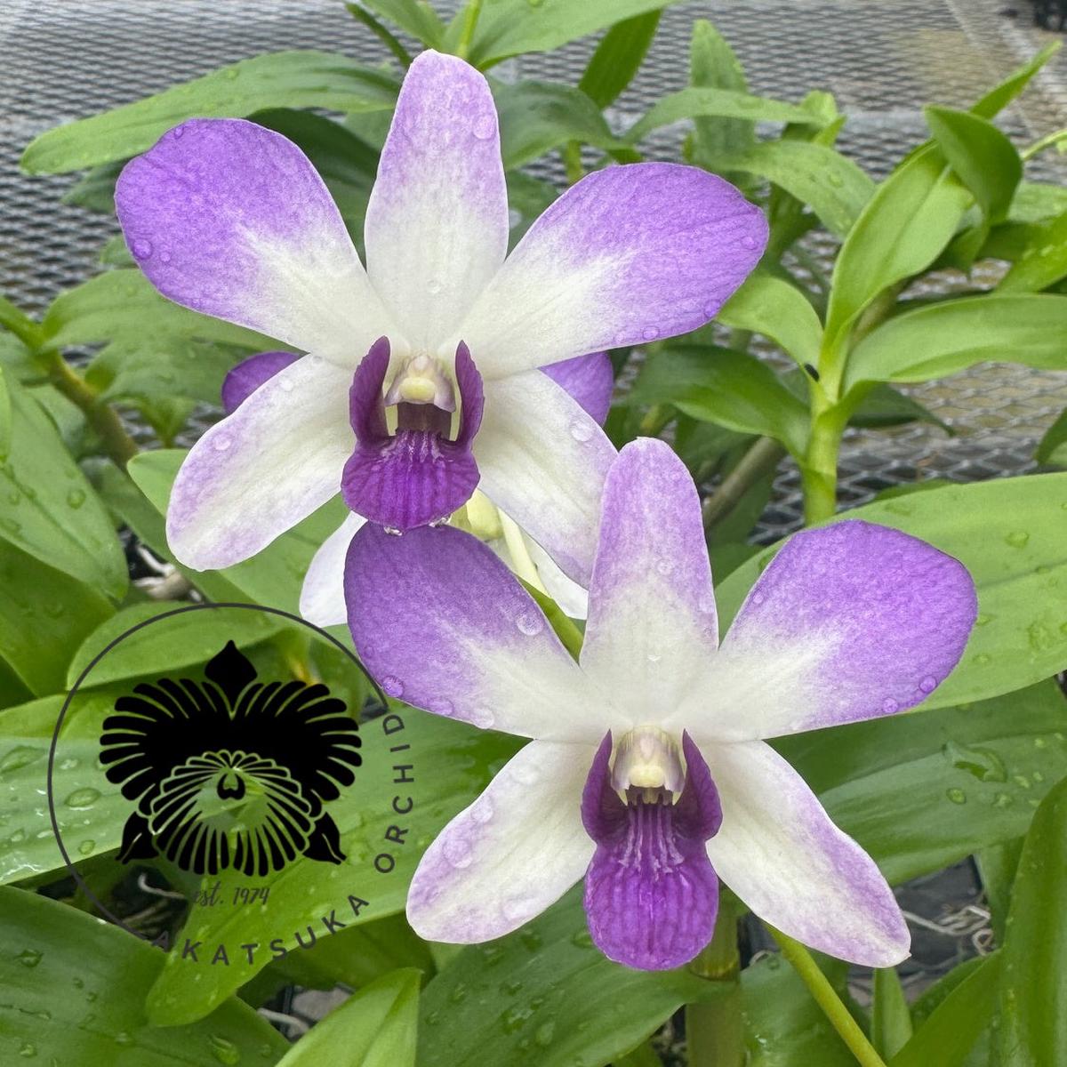 Dendrobium Aridang Blue (4" Pot) - Buds
