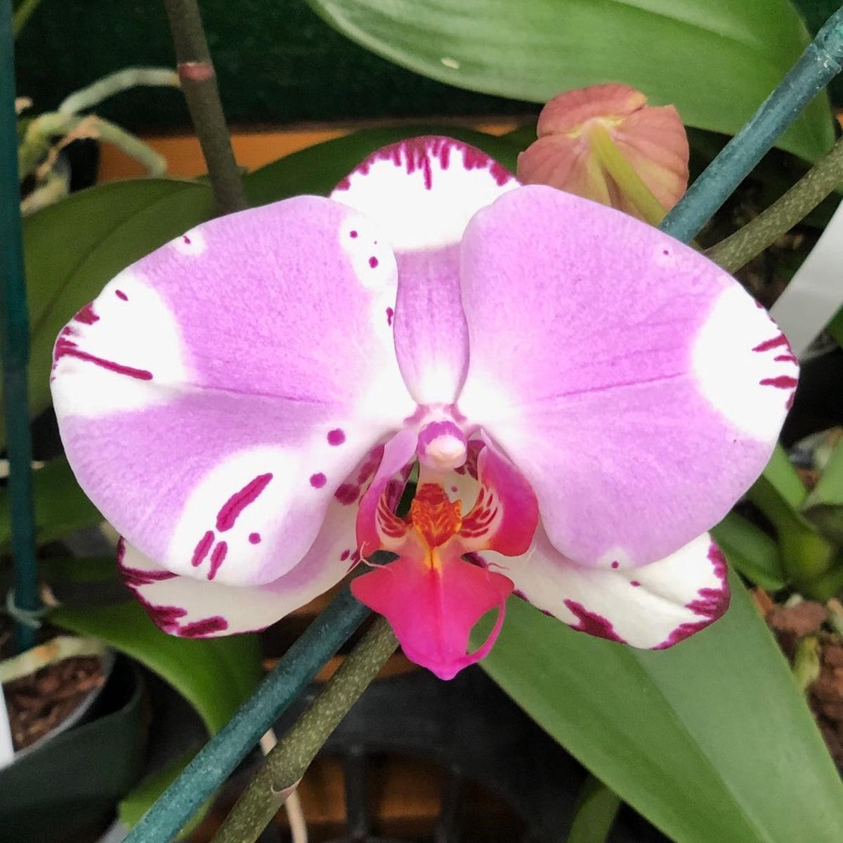 Dtps. Yu-Pin Dream Girl