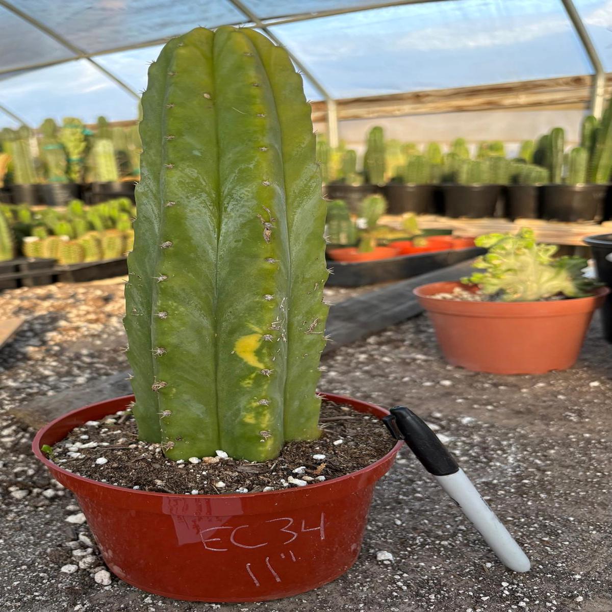#EC34 EXACT Trichocereus Pachanoi PC Variegated Cactus 11
