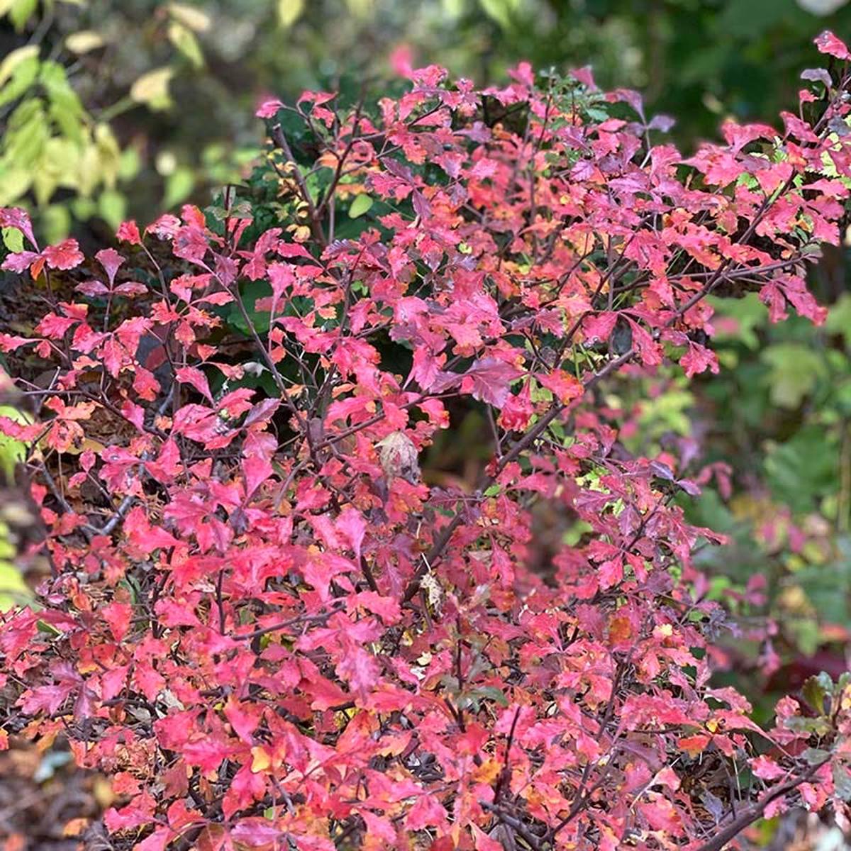 Lacette Fragrant Sumac