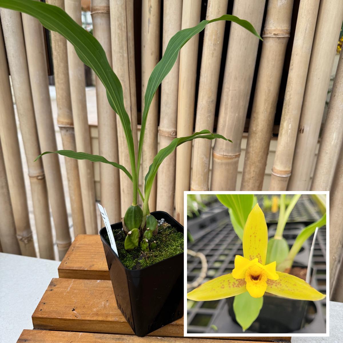Lycaste powellii x cruenta (4" Pot) - Not Blooming