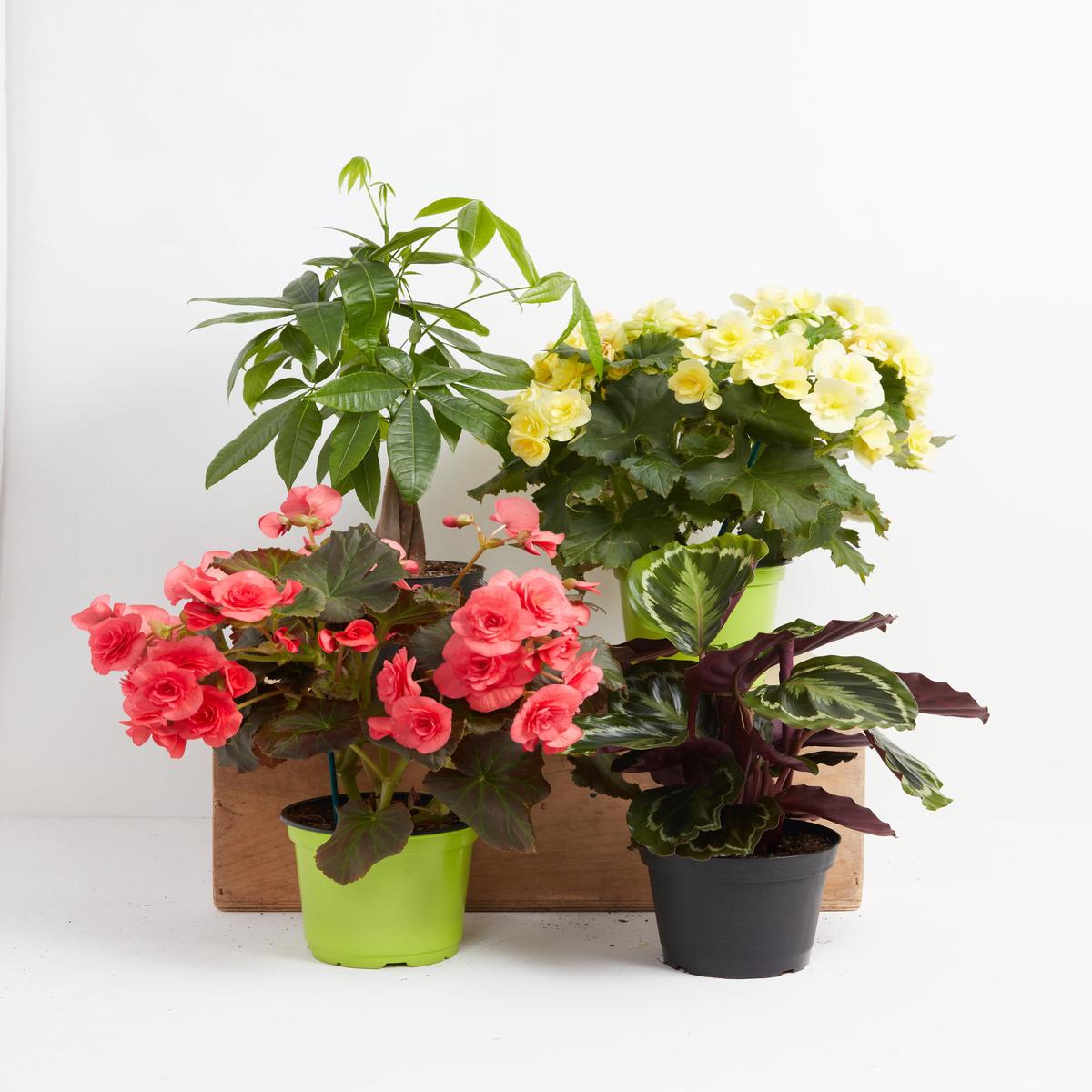 Manifestation Plant Collection