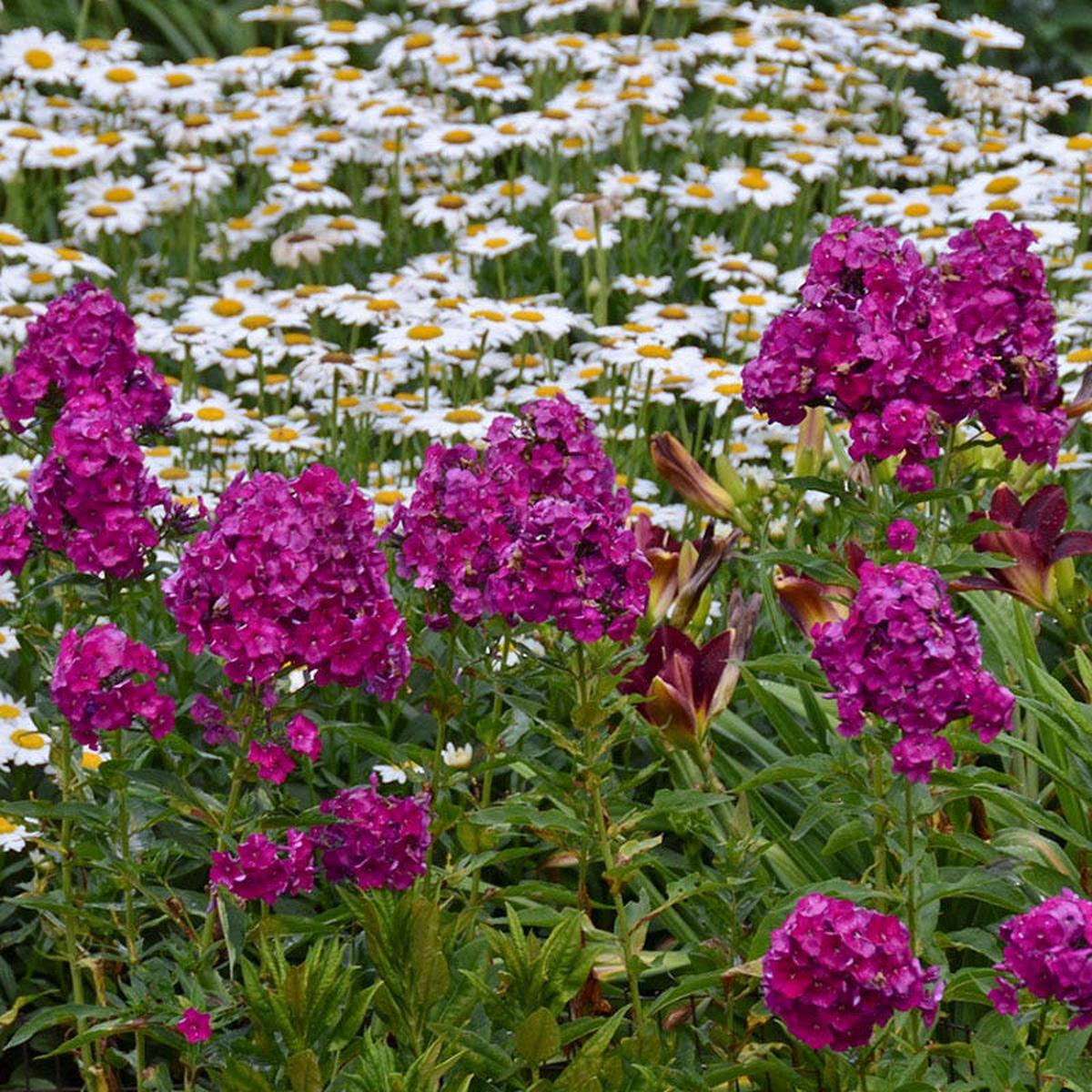 Nicky Phlox